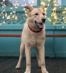 Хлоя передержка (ранее Щенятник)